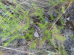 Baccharis boliviensis