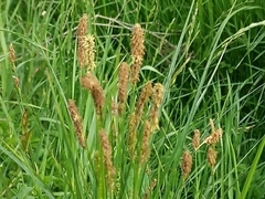 Carex vulpina