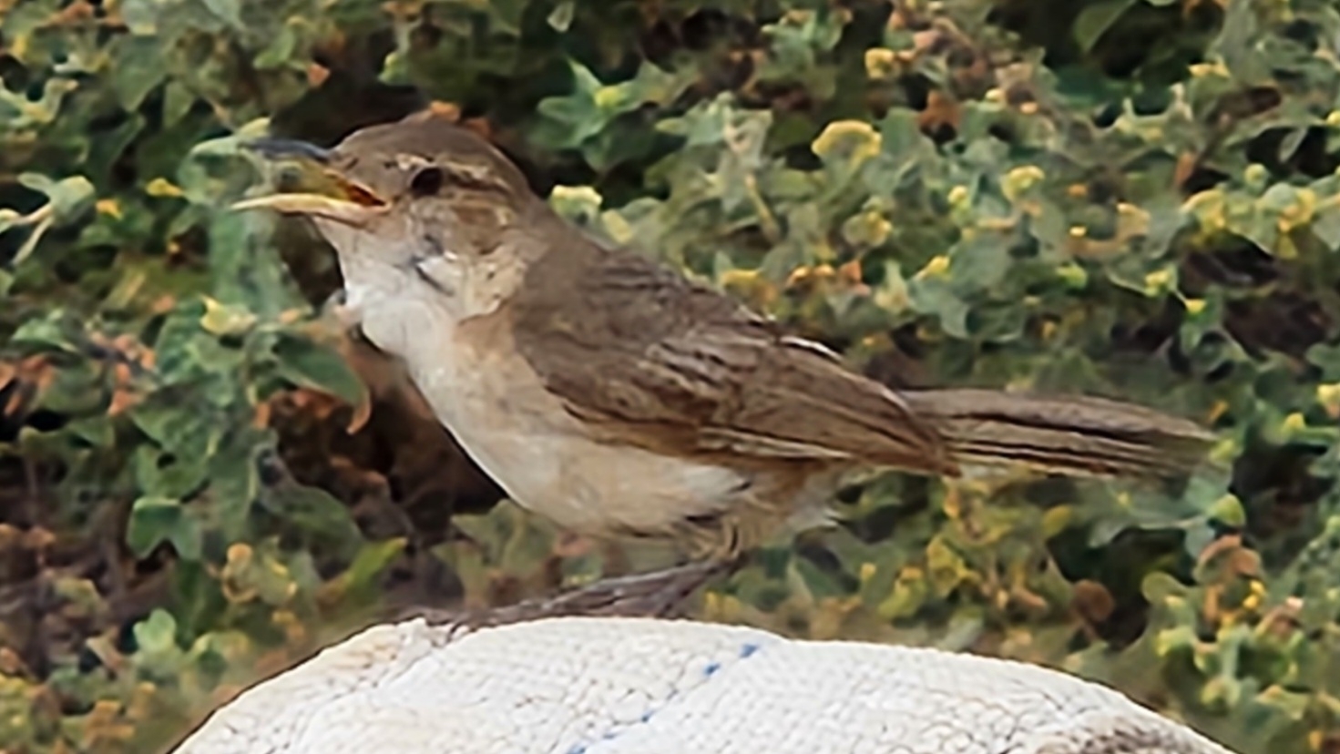 Clarion Wren (Troglodytes tanneri), photo 4
