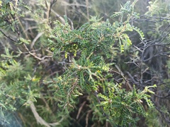 Adesmia miraflorensis