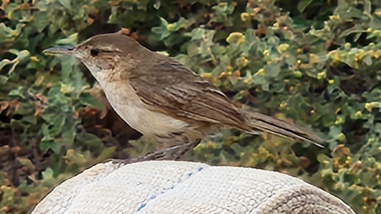 Clarion Wren (Troglodytes tanneri), photo 5