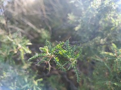 Adesmia miraflorensis