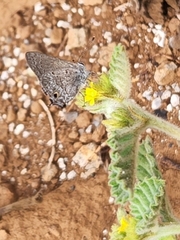 Strymon istapa clarionica