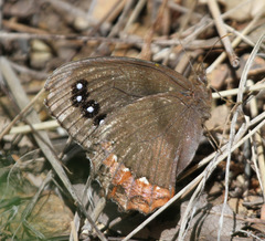 Gyrocheilus patrobas