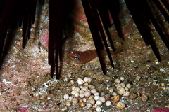 Aspasmogaster costata