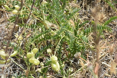 Astragalus douglasii