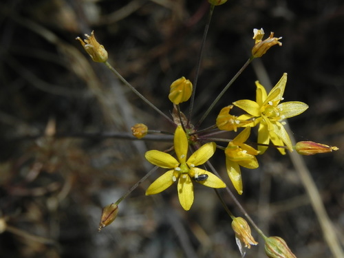 Image of Bloomeria clevelandii by (c) James C. Davis, some rights reserved (CC BY-SA)