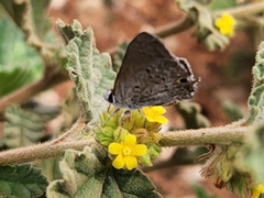 Strymon istapa clarionica