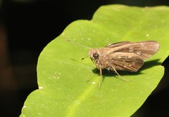 Naevolus orius
