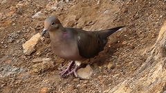 Zenaida macroura clarionensis