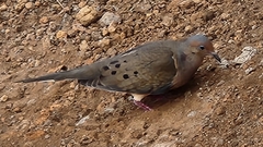 Zenaida macroura clarionensis