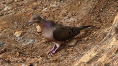 Zenaida macroura clarionensis