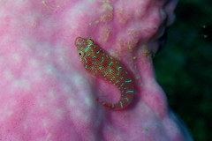 Cochleoceps orientalis