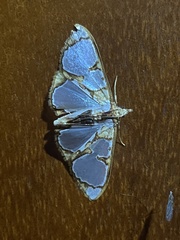 Glyphodes grandisalis