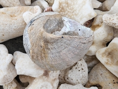 Vetigastropoda