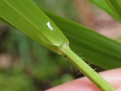 Melica subulata