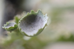 Heterodermia echinata