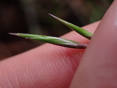 Melica subulata