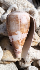 Conus purpurascens