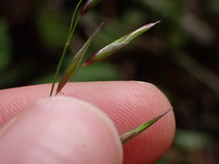 Melica subulata