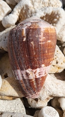 Conus purpurascens
