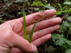 Melica subulata