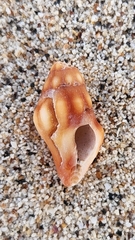 Polygona socorroensis
