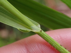 Melica subulata