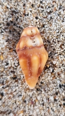 Polygona socorroensis
