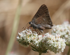 Satyrium tetra