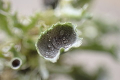 Heterodermia echinata