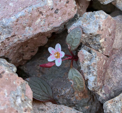 Claytonia umbellata