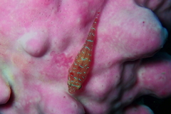 Cochleoceps orientalis
