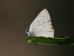 Satyrium sylvinus desertorum