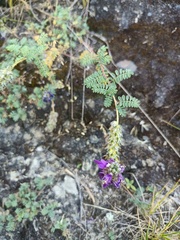 Dalea boliviana