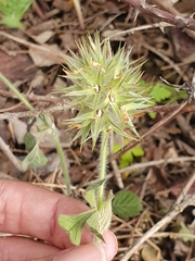 Trifolium stellatum image