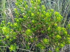 Baccharis linearifolia