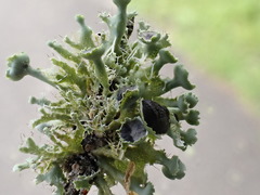 Heterodermia echinata