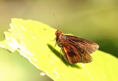 Miltomiges cinnamomea