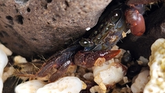 Geograpsus lividus