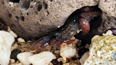 Geograpsus lividus