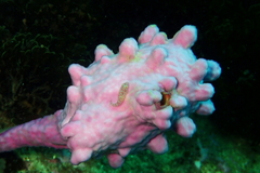 Cochleoceps orientalis