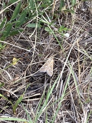 Diastictis