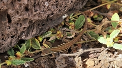 Urosaurus clarionensis