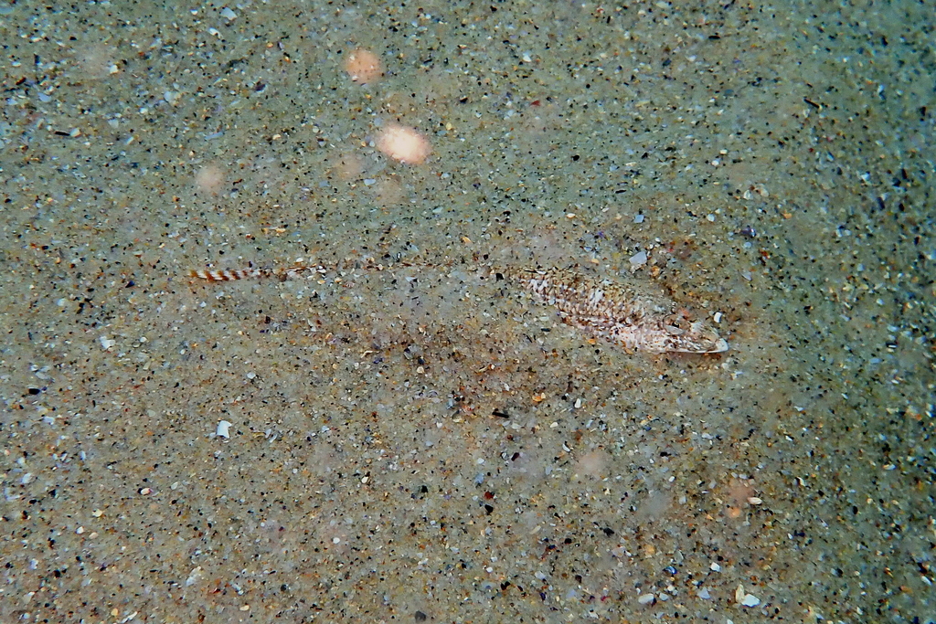 Broad Duckbill