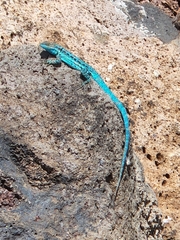 Urosaurus clarionensis