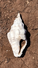 Polygona socorroensis