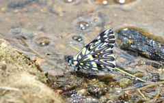 Catasticta teutila