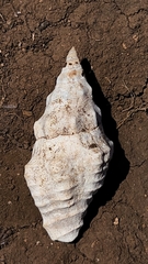 Polygona socorroensis