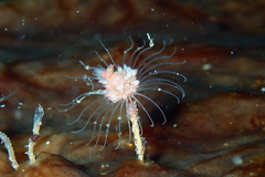 Tubulariidae